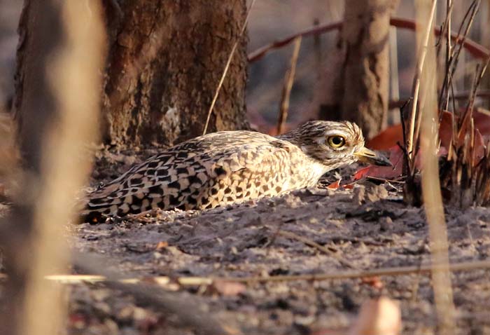 grielen, Kaapse Griel, Spotted Thick-knee, Burhinus capensis, Kiang-west, Gambia