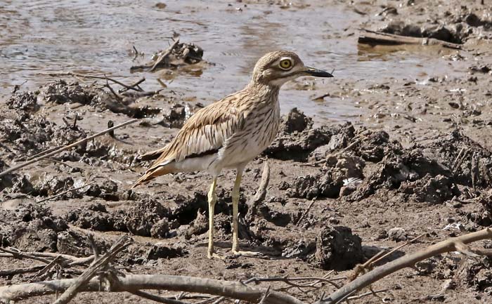 grielen, Senegalese Griel, Senegal Thick-knee, Burhinus senegallus, Panchang, Gambia