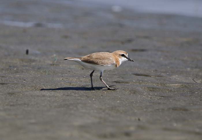 wadvogels, plevieren, Vale Strandplevier, White-fronted Plover, Charadrius marginatus, Kartong Gambia