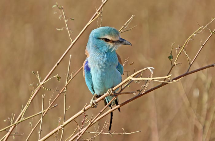 scharrelaars, Sahelscharrelaar, Abyssinian Roller, Coracias abyssinica, Gambia