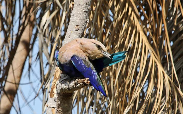 scharrelaars, Blauwbuikscharrelaar, Blue-bellied Roller, Coracias cyanogaster, Sibanor, Gambia