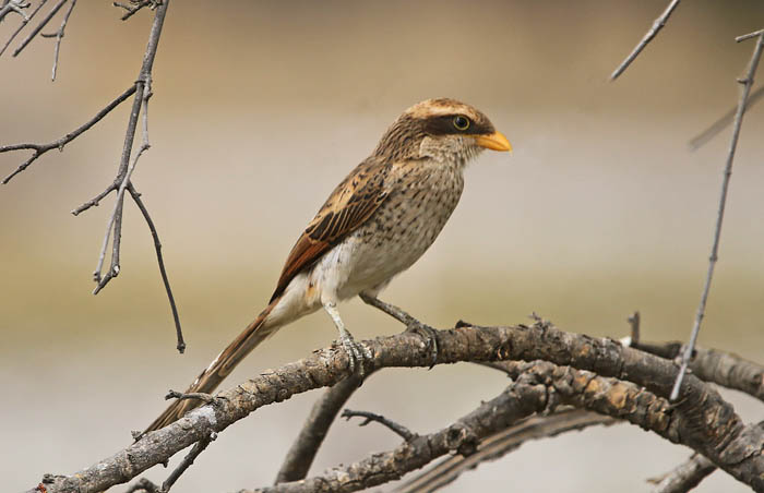 klauwieren, Geelsnavelklauwier, Yellow-billed Shrike, Corvinella corvina, Dalaba, Gambia