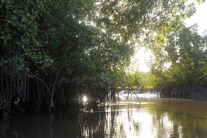 Gambia rivier mangrove