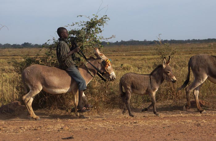 ezels kind Gambia Jahali