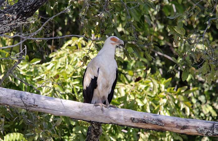 gieren, Palmgier, Palmnut Vulture, Gypohierax angolensis, Janjanbureh, Gambia