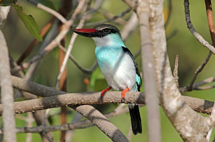 ijsvogels, Teugelijsvogel, Blue-breasted Kingfisher, Tanji, Gambia