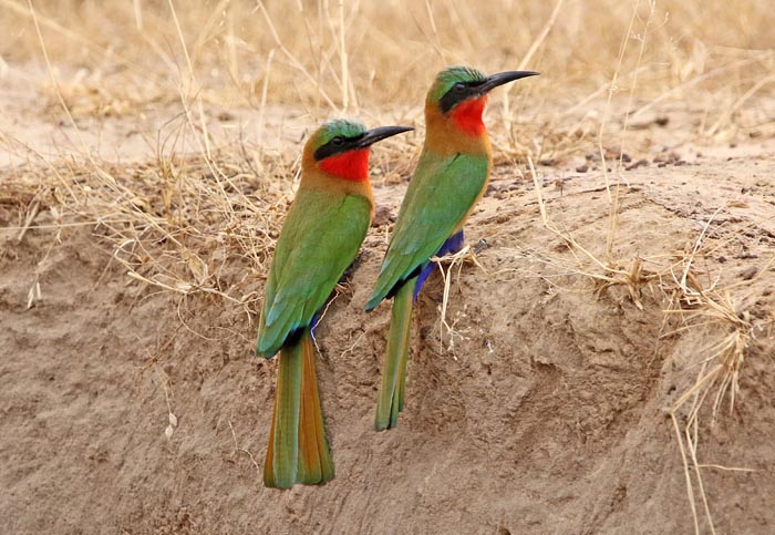vogels, bijeneters, Roodkeelbijeneters, Red-throated Bee-eater, Wassu, Gambia