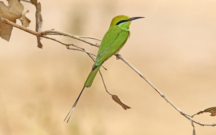 vogels, bijeneters, Grote Bijeneter, Little Green bee-eater, Merops orientalis, Wassu, Gambia