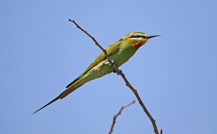 vogels, bijeneters, Groene Bijeneter, Blue-cheeked Bee-eater, Kartong, Gambia