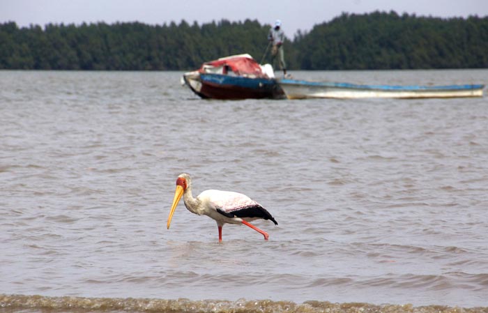 Afrikaanse nimmerzat Gambia