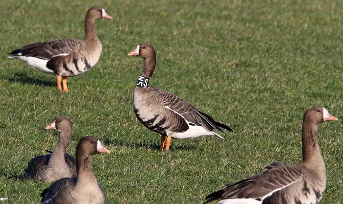 Kolgans, White-fronted Geese, Anser albifrons, nekband, Texel