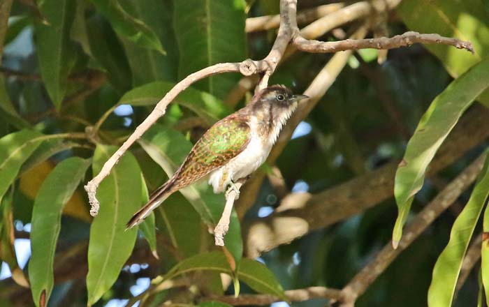 koekoeken, Diedereikkoekoek, Chrysococcyx caprius, Brufut, Gambia