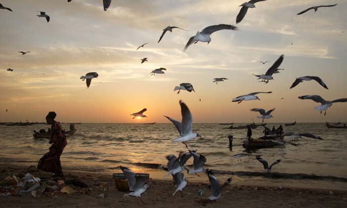 Grijskopmeeuwem meeuwen Gambia vismarkt Tandje