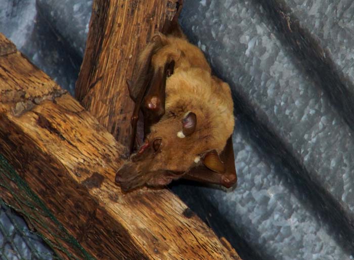 vleermuis Gambian epauletted fruit bat Epomophorus gambianus
