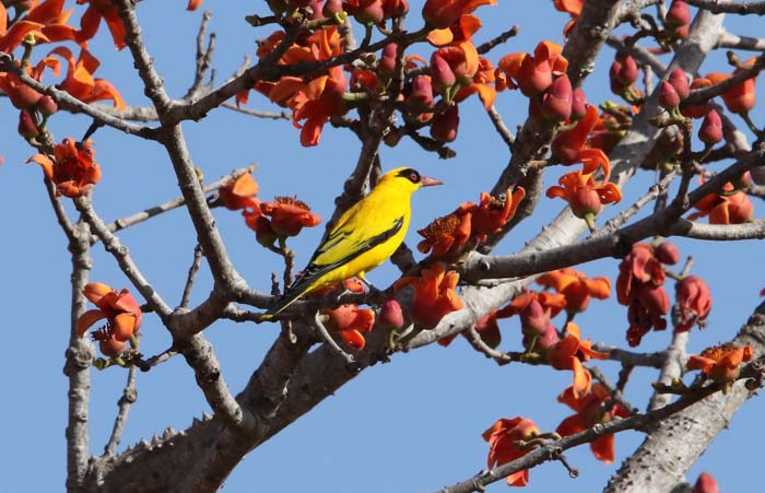 zangvogels, wielewalen, Afrikaanse Wielewaal, African Golden Oriole, Oriolus auratus, Kiang-west, Gambia