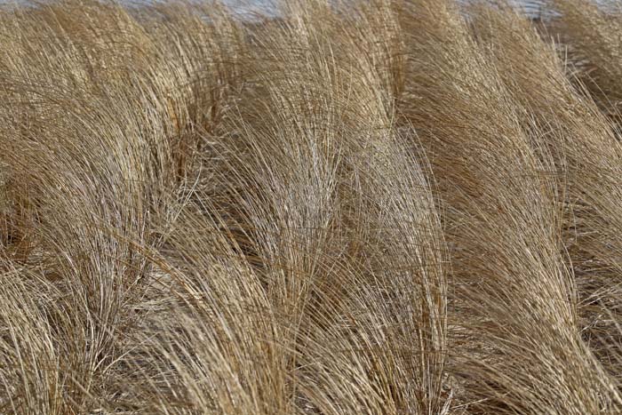 Helm, Ammophila arenaria, ingeplant, Texel