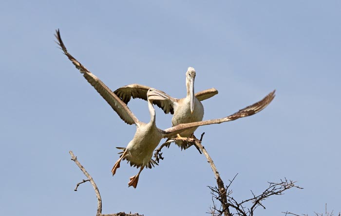 pelikanen, Kleine Pelikaan, Pink-backed Pelican, Pelicanus rufescens, Kissi Bolong, Gambia