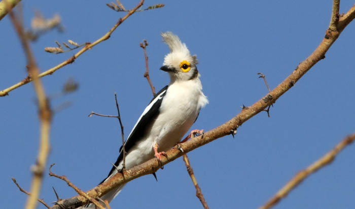klauwieren, Helmklauwier, White-crested Helmet-shrike, Kiam-west, Gambia