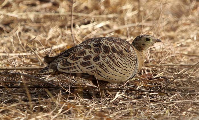 hoenders, zandhoenders, Vierbandzandhoen, Four-banded Sandgrouse, vrouwtje, MacCarthy Island, Gambia