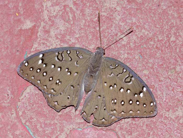 vlinder Gambia Hamanumida daedalus Guineafowl butterfly