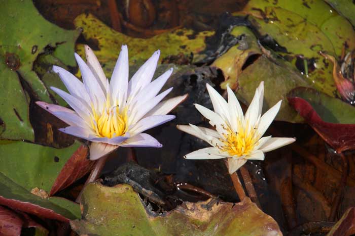 waterlelie bloei Gambia