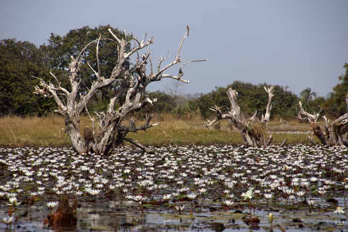 lotus, Nymphaea lotus, Gambia