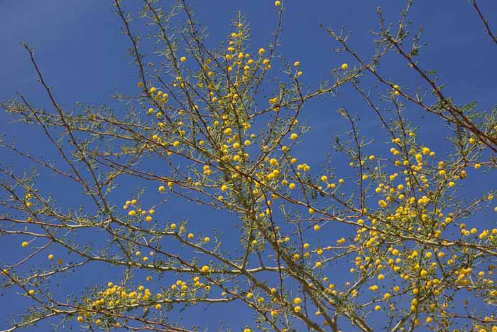 acacia mimosa