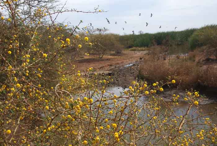mimosa acacia Gambia Panchang