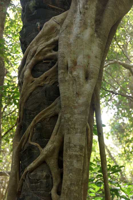 Strangler fig wurgvijg ficus Gambia