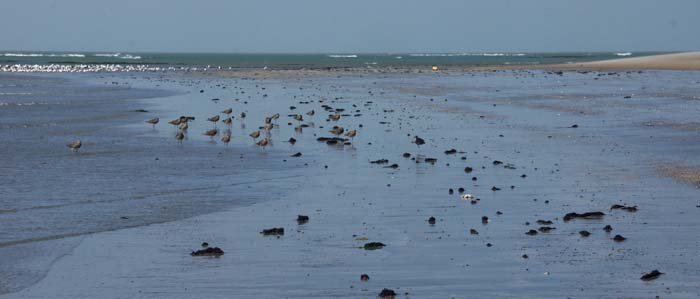 Gambia strand Kartong regenwulpen