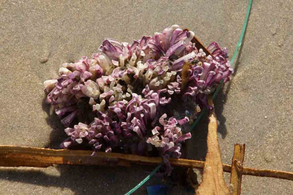 Murex eikapsel Gambia