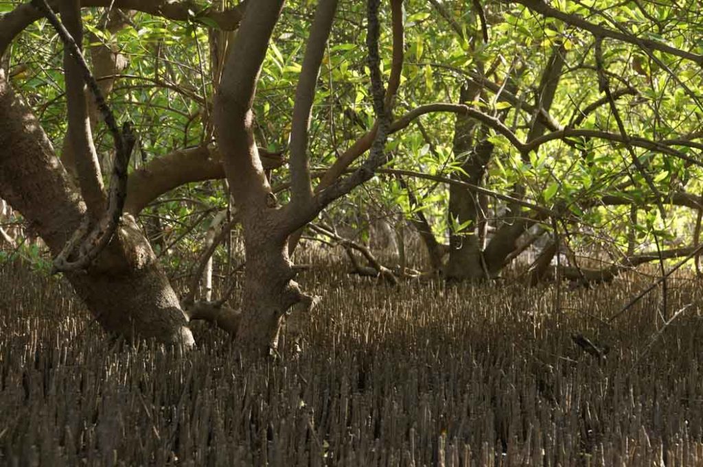 mangrove wortels Gambia Tunga Bolu Kisi Bolu