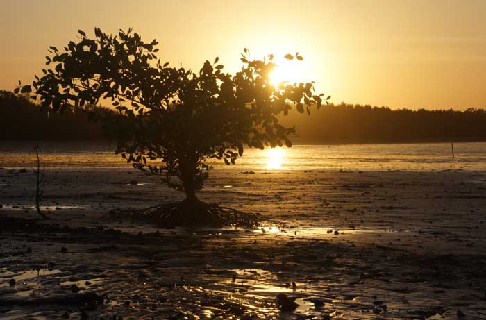 Gambia zonsondergang Tendaba rivier mangrove