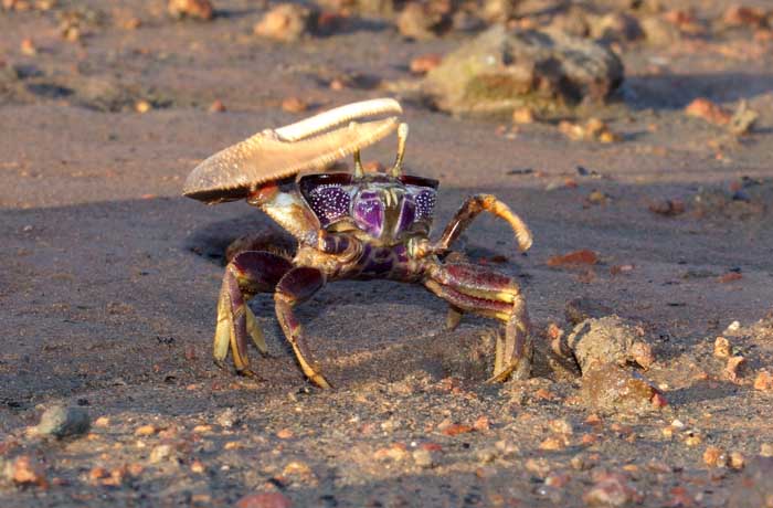 westafrikaanse wenkkrab Uca tangeri Gambua