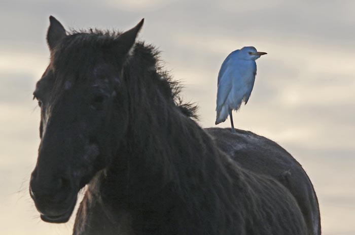Koereiger, Cattle Egret, Bubulcus ibis, paard, Tardinghen, Noord-Frankrijk