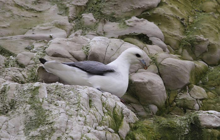 Noordse Stormvogel, Fulmar, Fulmarus glacialis, Cap Griz Nez, Frankrijk