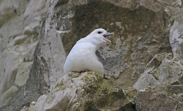Noordse Stormvogel, Fulmar, Fularus glacialis, Cap Blanc Neze, Frankrijk