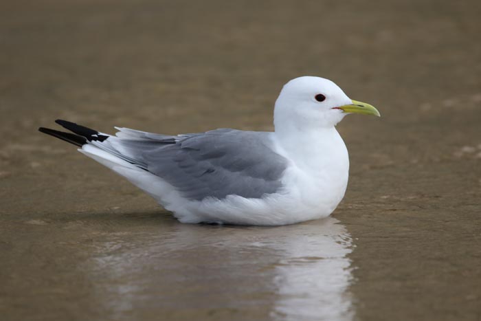 Drieteenmeeuw, Kittiwake, Rissa tridactyla, strand, Cap Blanc Nez, Frankrijk