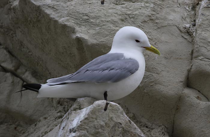 Drieteenmeeuw, kittiwake, Rissa tridactyla, Cap Blanc Nez, Frankrijk
