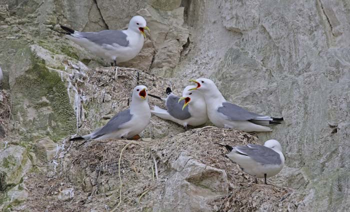 Drieteenmeeuwen, Kittiwake, Rissa tridactyla, Cap Blanc Nez, Frankrijk