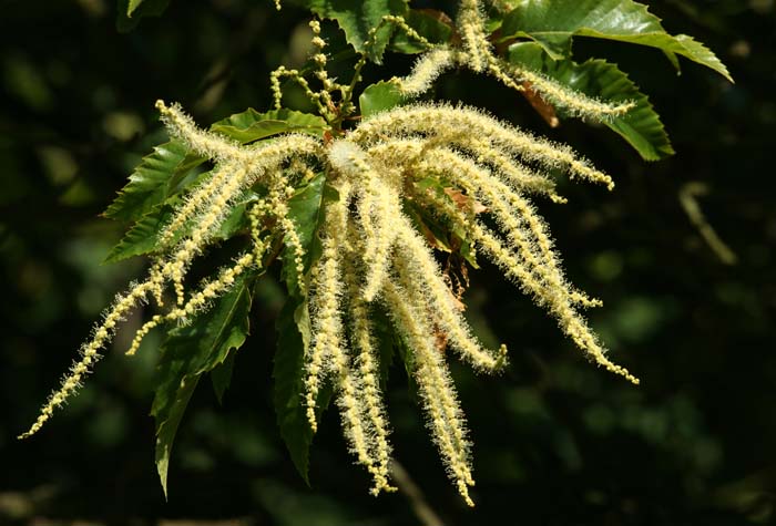 Tamme kastanje, Castanea sativa, bloeiend