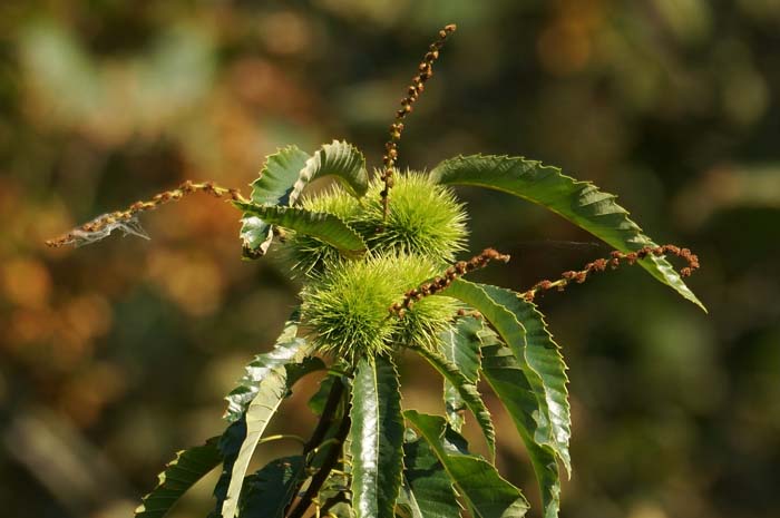Tamme kastanje, Castanea sativa, vruchten met oude bloeiwijzen