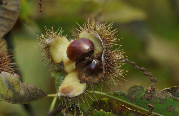 Tamme Kastanje, Castanea sativa, rijpe vruchten