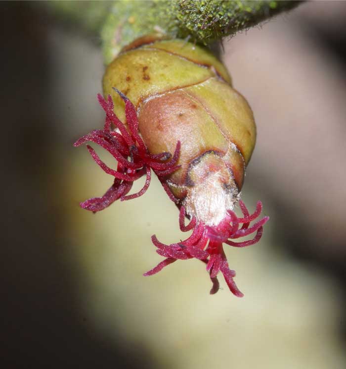 hazelaar Corylus avellana bloem