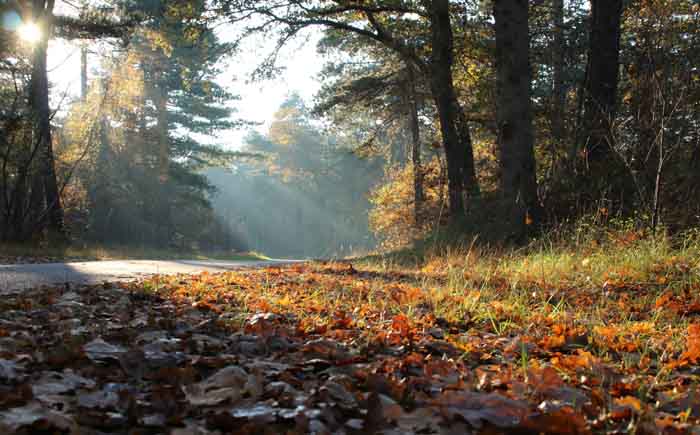 herfst bladeren bos Texel