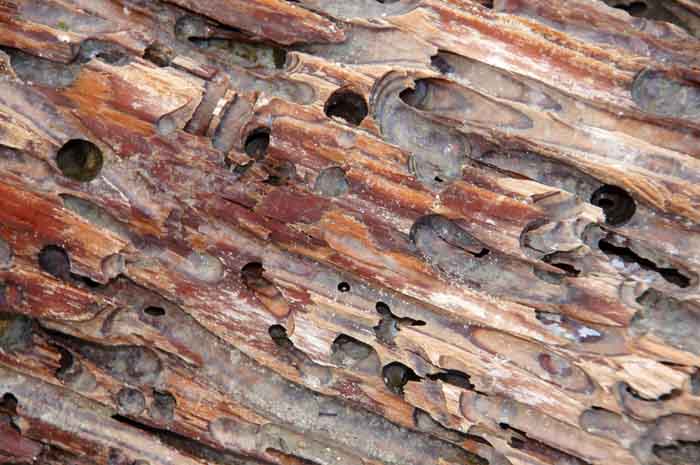 Paalworm tweekleppige Teredo scheepsonderdeel