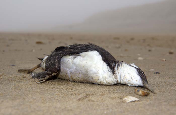 Zeekoet Uria aalge Texel sterfte