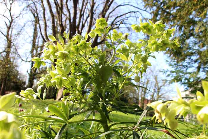 stinkend nieskruid Helleborus foetidus stinsenplant