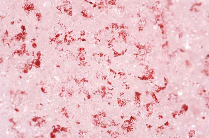 meloensneeuw Chlamydomonas nivalis sneeuw roo alg