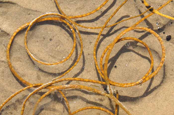 riemwier Himantalia elongata